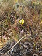 Image of Moraea inconspicua Goldblatt