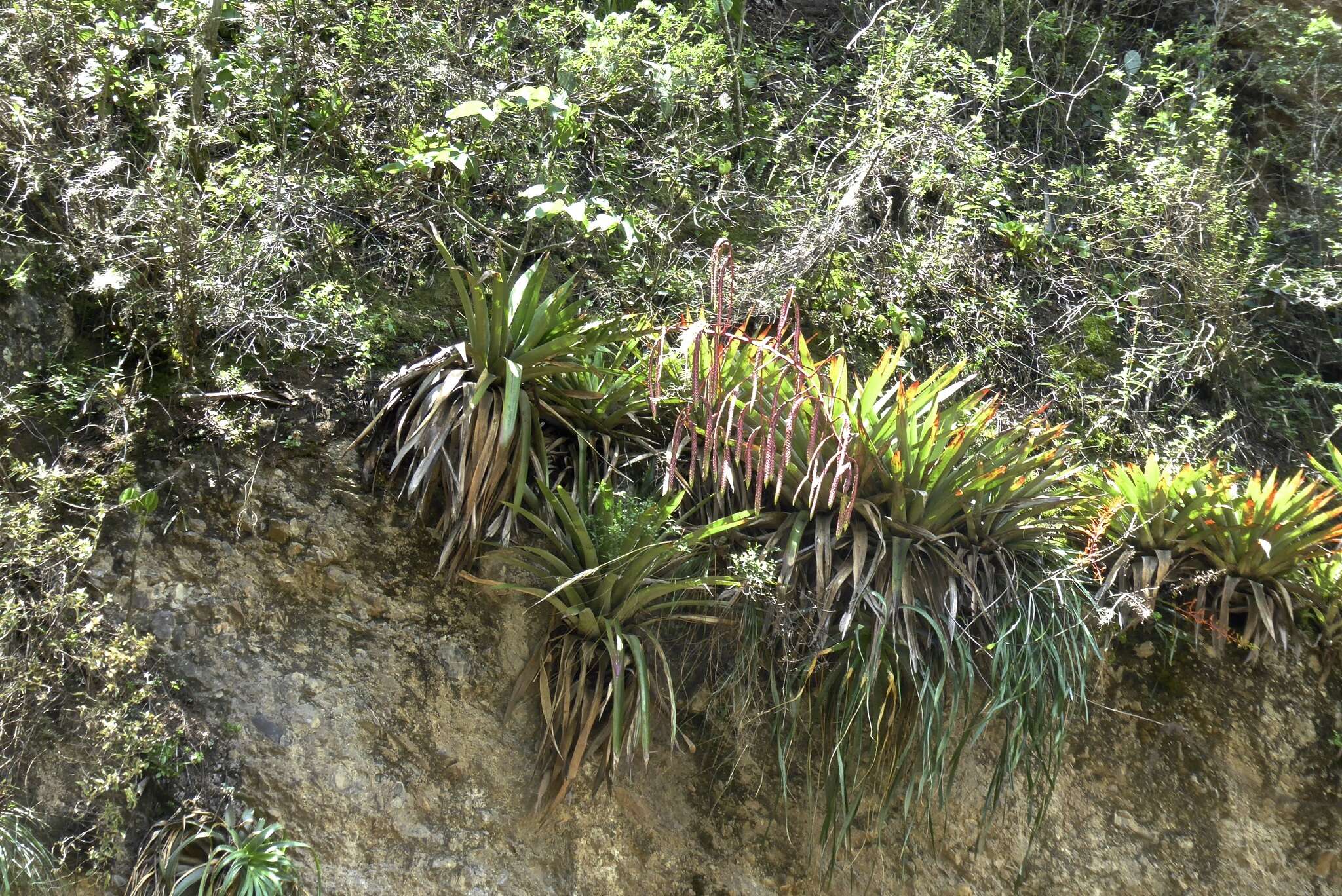 Image of Tillandsia ferreyrae L. B. Sm.