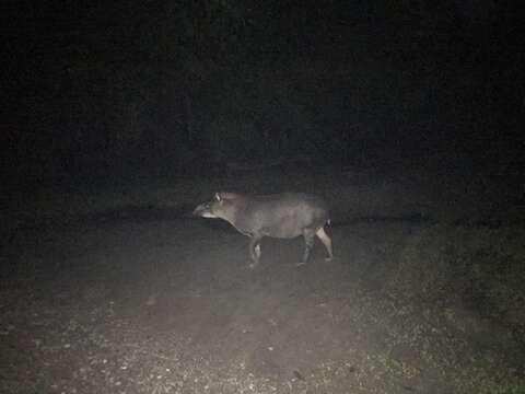 Image de Tapir D'Amérique