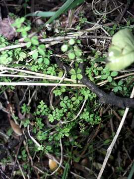 Image of Galium propinquum A. Cunn.