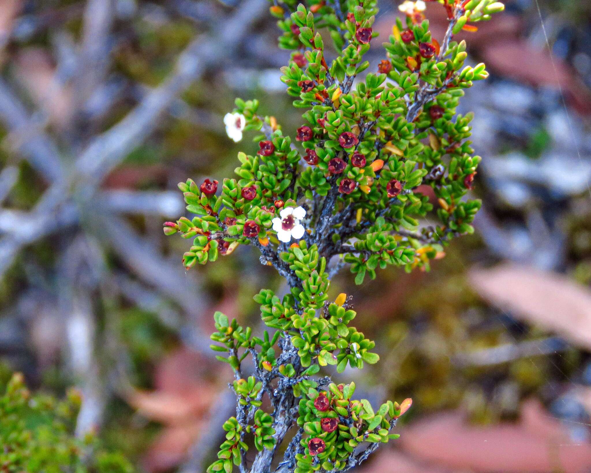 Image of Baeckea gunniana Schau. ex Walp.