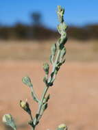 Image of Teucrium racemosum R. Br.