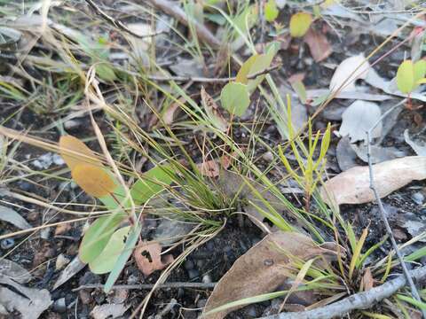 Image of Aristida vagans Cav.