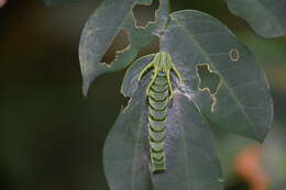 Image of Polyura hebe plautus Fruhstorfer 1898