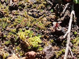 Image of Lethocolea pansa (Taylor) G. A. M. Scott & K. G. Beckm.