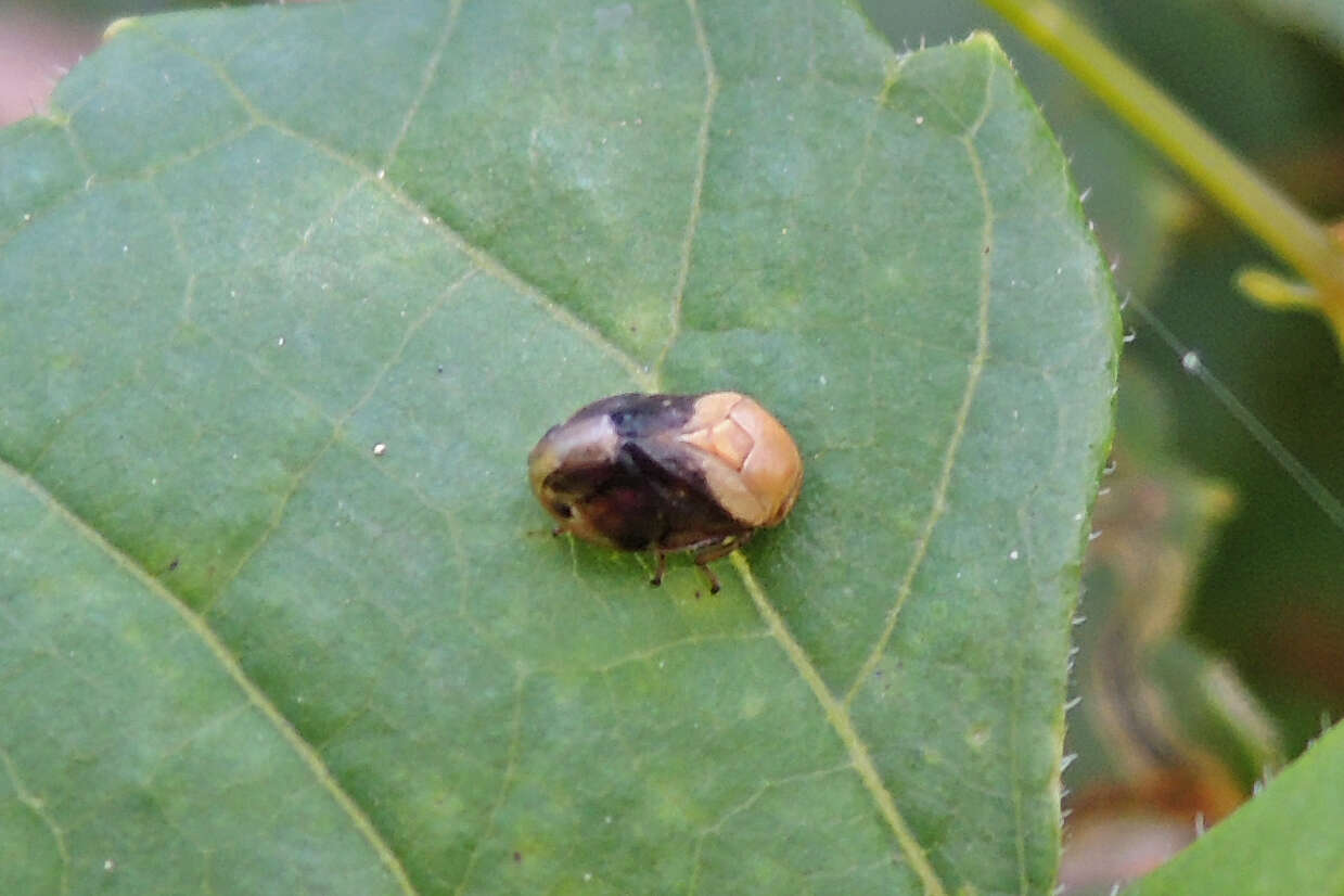 صورة Clastoptera achatina Germar 1839