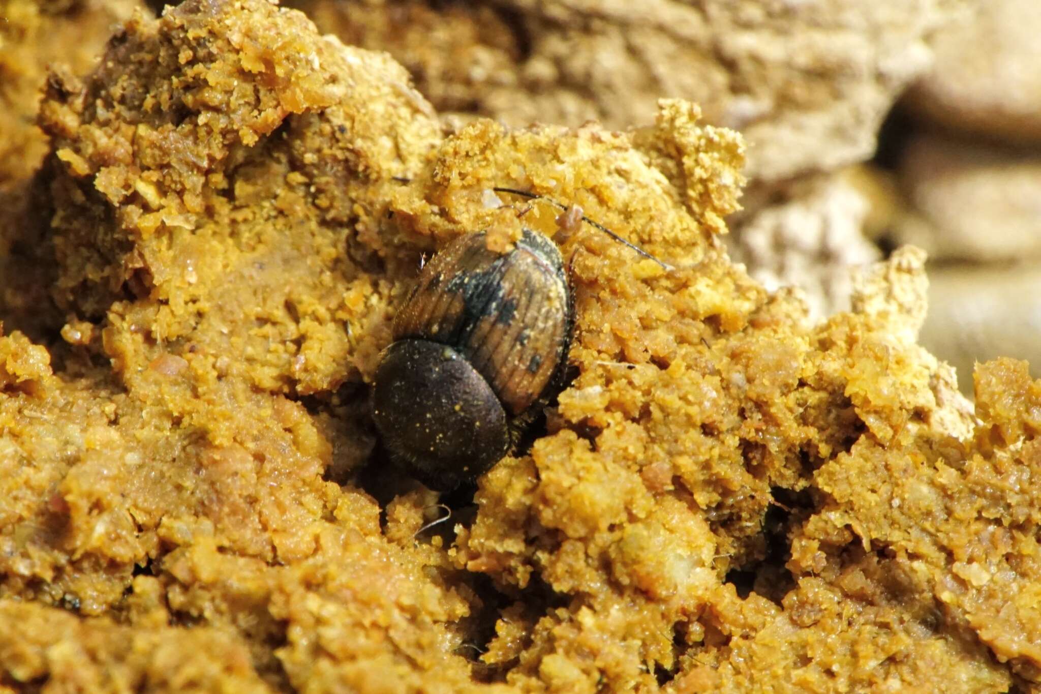 Слика од Onthophagus (Palaeonthophagus) lemur (Fabricius 1781)