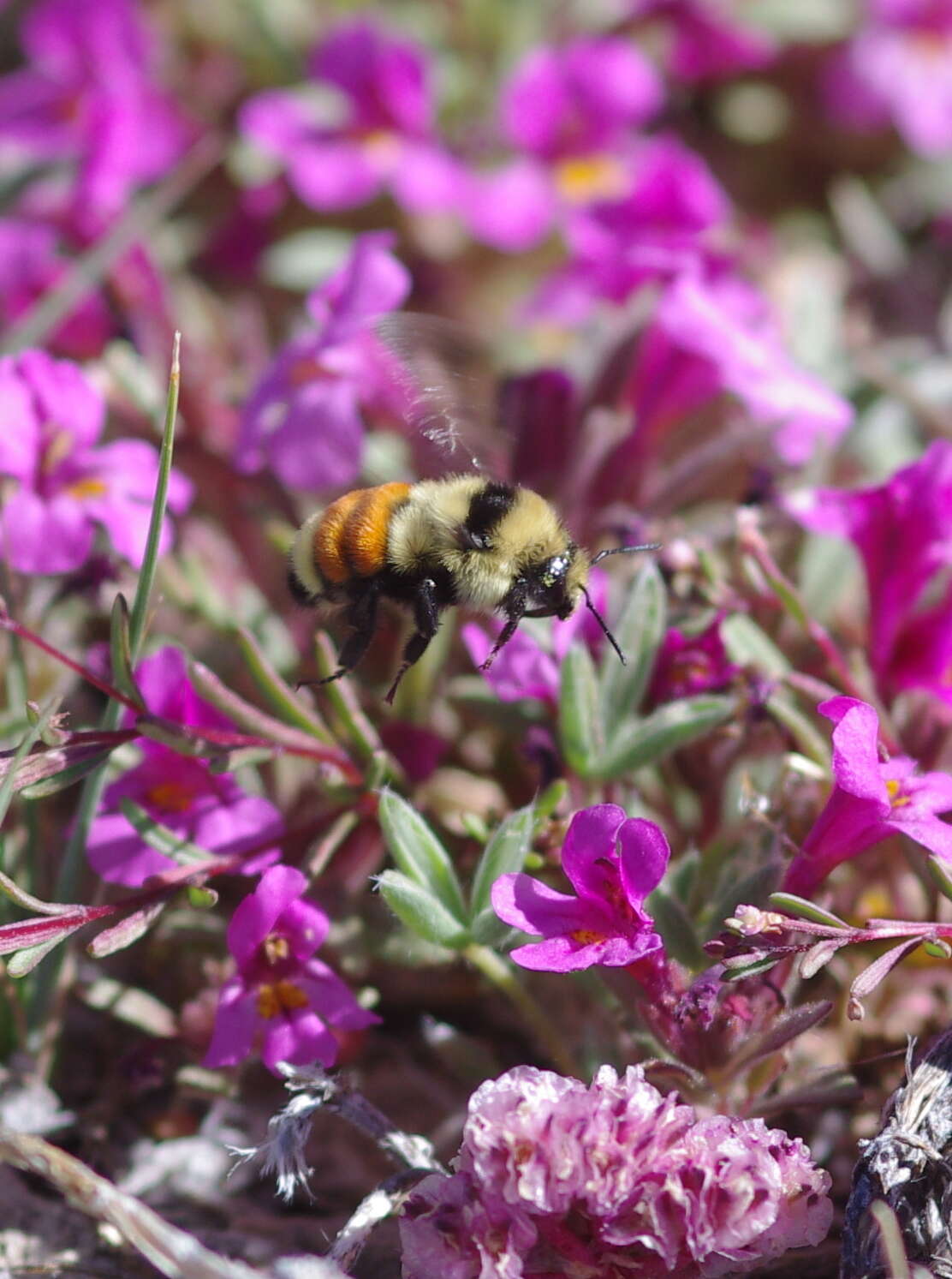 Image of Hunt Bumble Bee