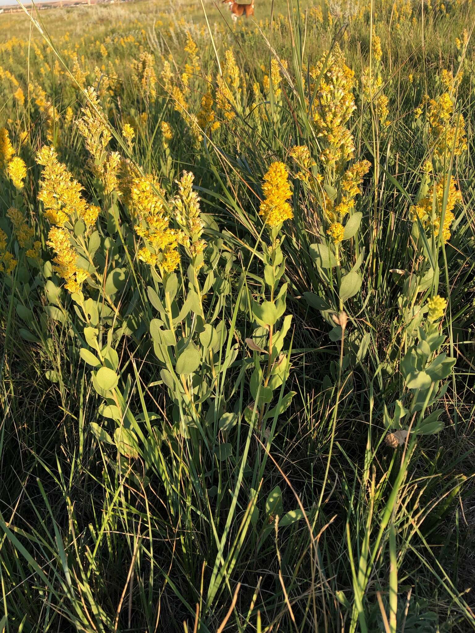 Image of velvety goldenrod