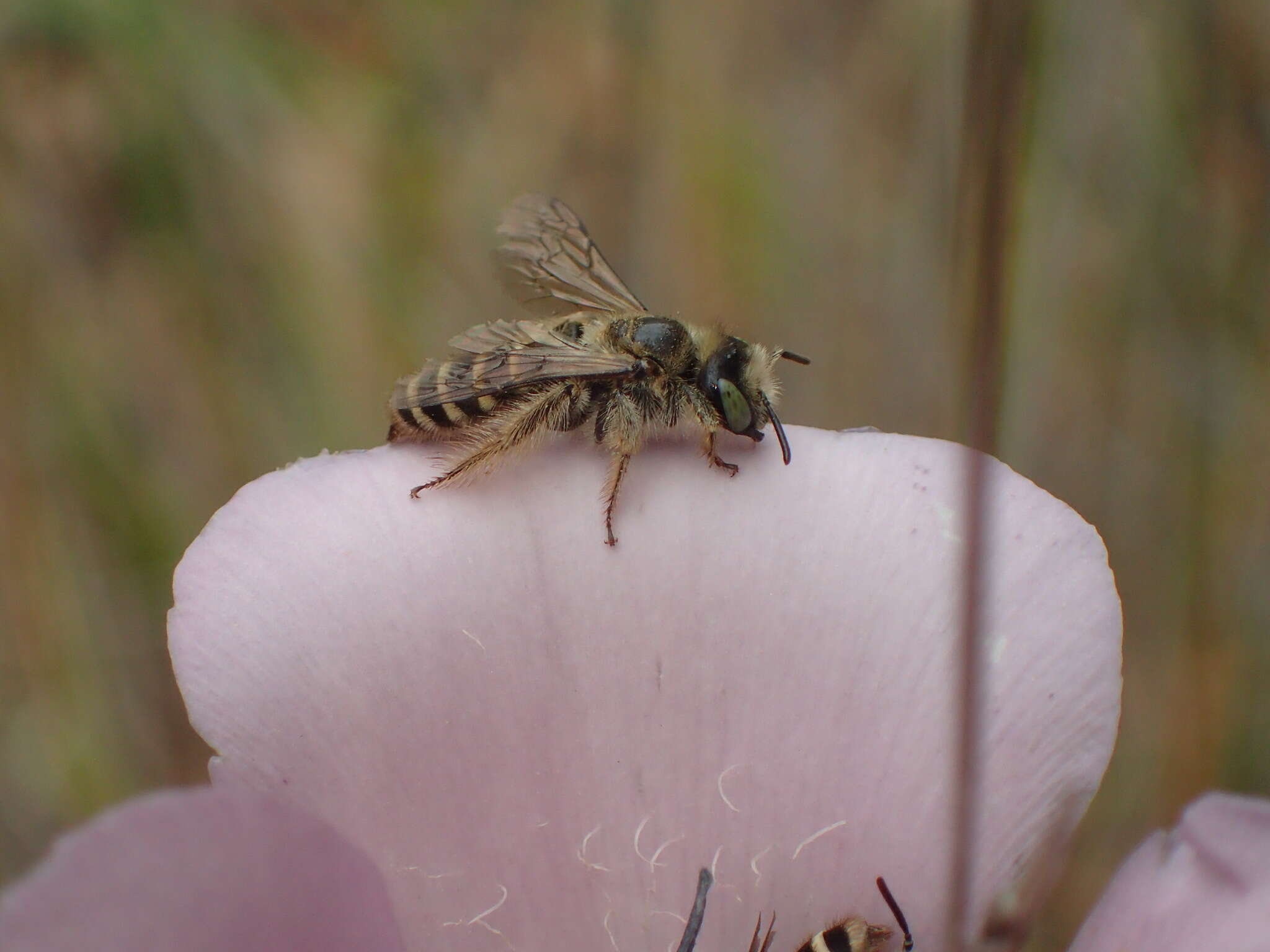 Image of Hesperapis regularis (Cresson 1878)