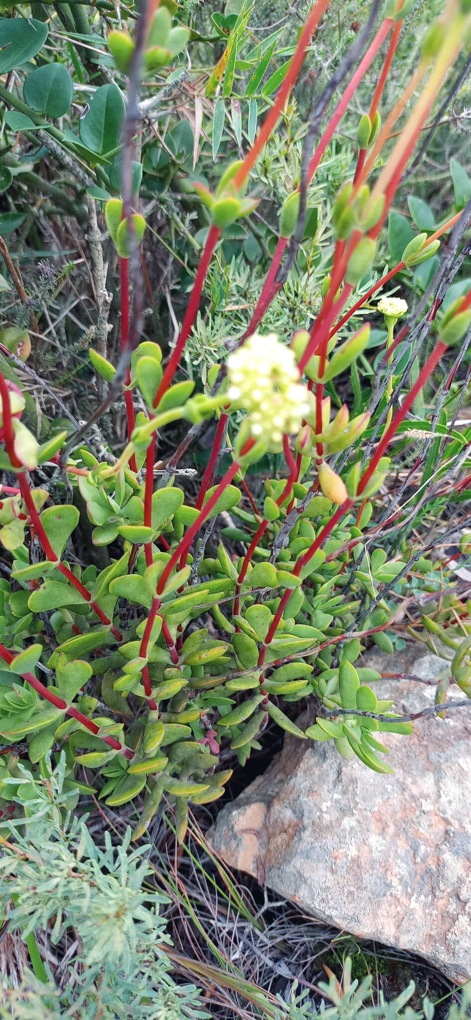 Image of Crassula latibracteata Tölken