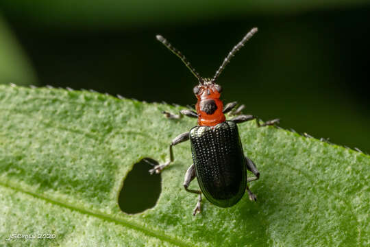 Image of Oulema (Hapsidolemoides) sayi (Crotch 1873)