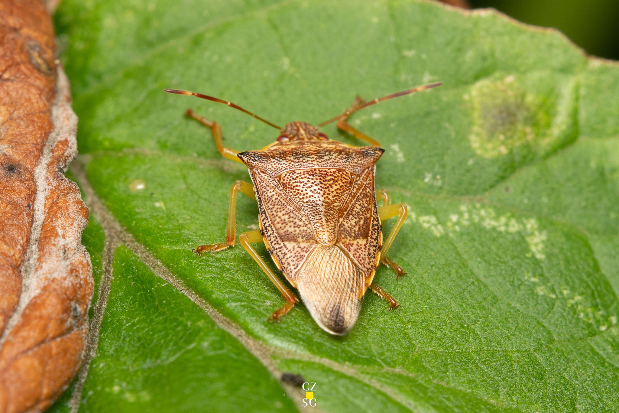 Image of Podisus Herrich-Schaeffer 1851