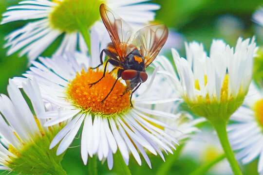 Image of Phasia aurulans Meigen 1824