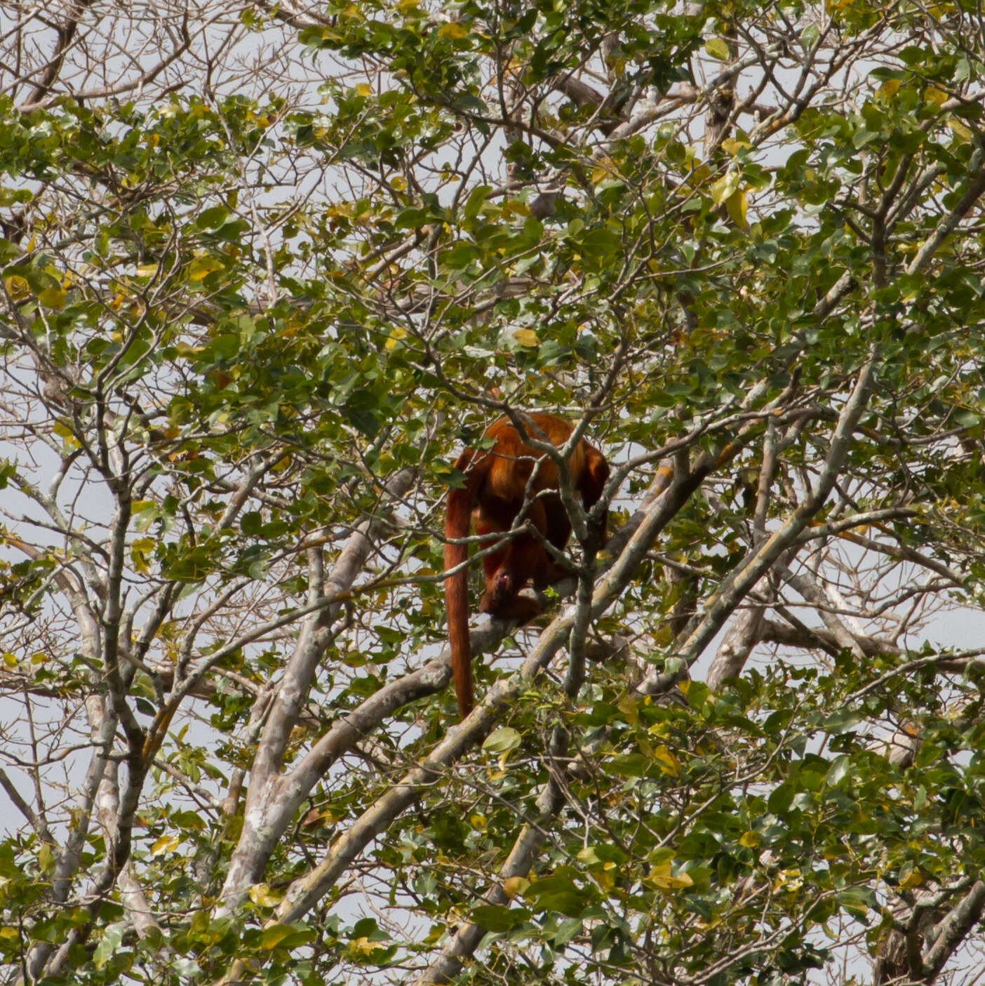 Image of Guianan Red Howler Monkey