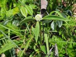 Image of Hedyotis uncinella Hook. & Arn.