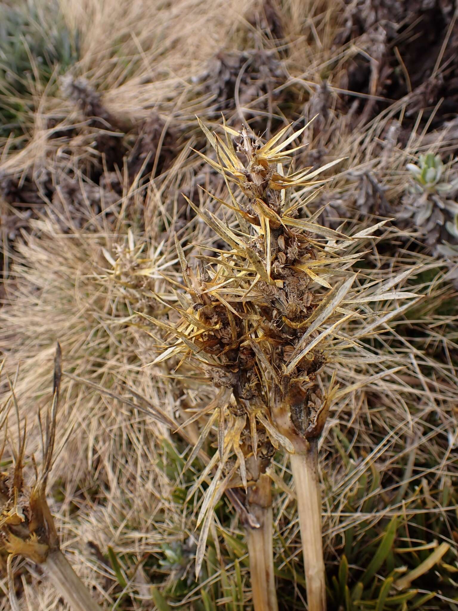 Image of Aciphylla hectori J. Buch