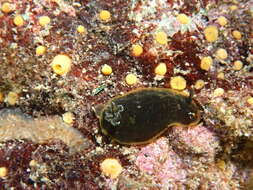 Image of Dendrodoris limbata (Cuvier 1804)