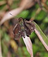 Image of Eutychide physcella Hewitson 1866