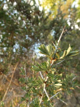 Image of Hippophae tibetana Schltdl.