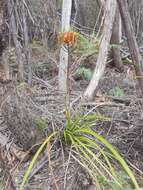 Image of Tasmanian Christmas Bell