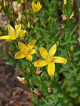 Image of Hypericum aethiopicum subsp. sonderi (Bred.) N. K. B. Robson