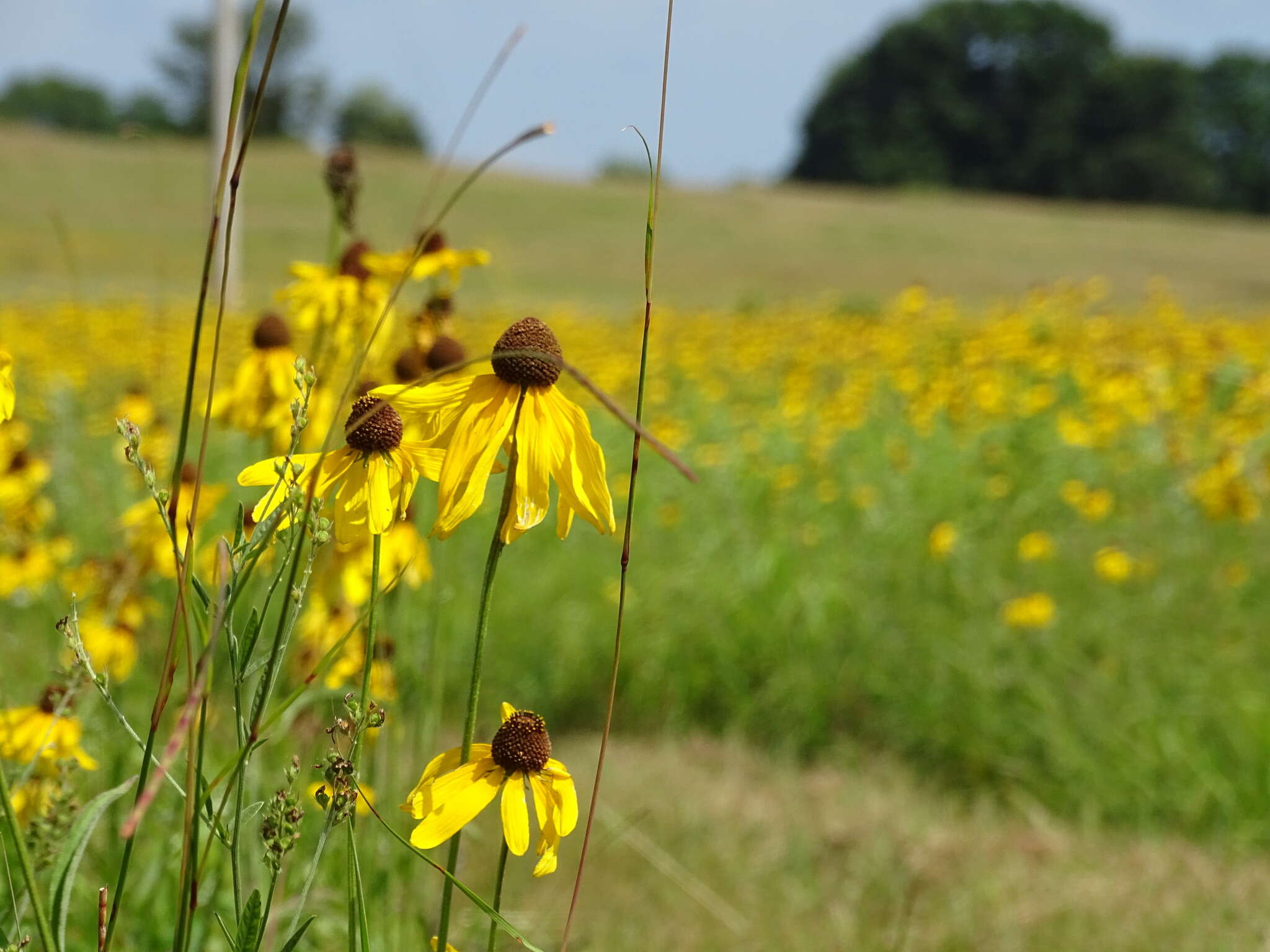 Image of rough coneflower