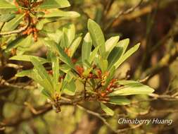 Image of red bayberry