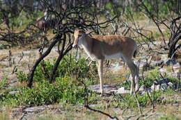 Image of Bontebok