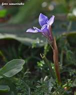 Image of Moraea mediterranea Goldblatt