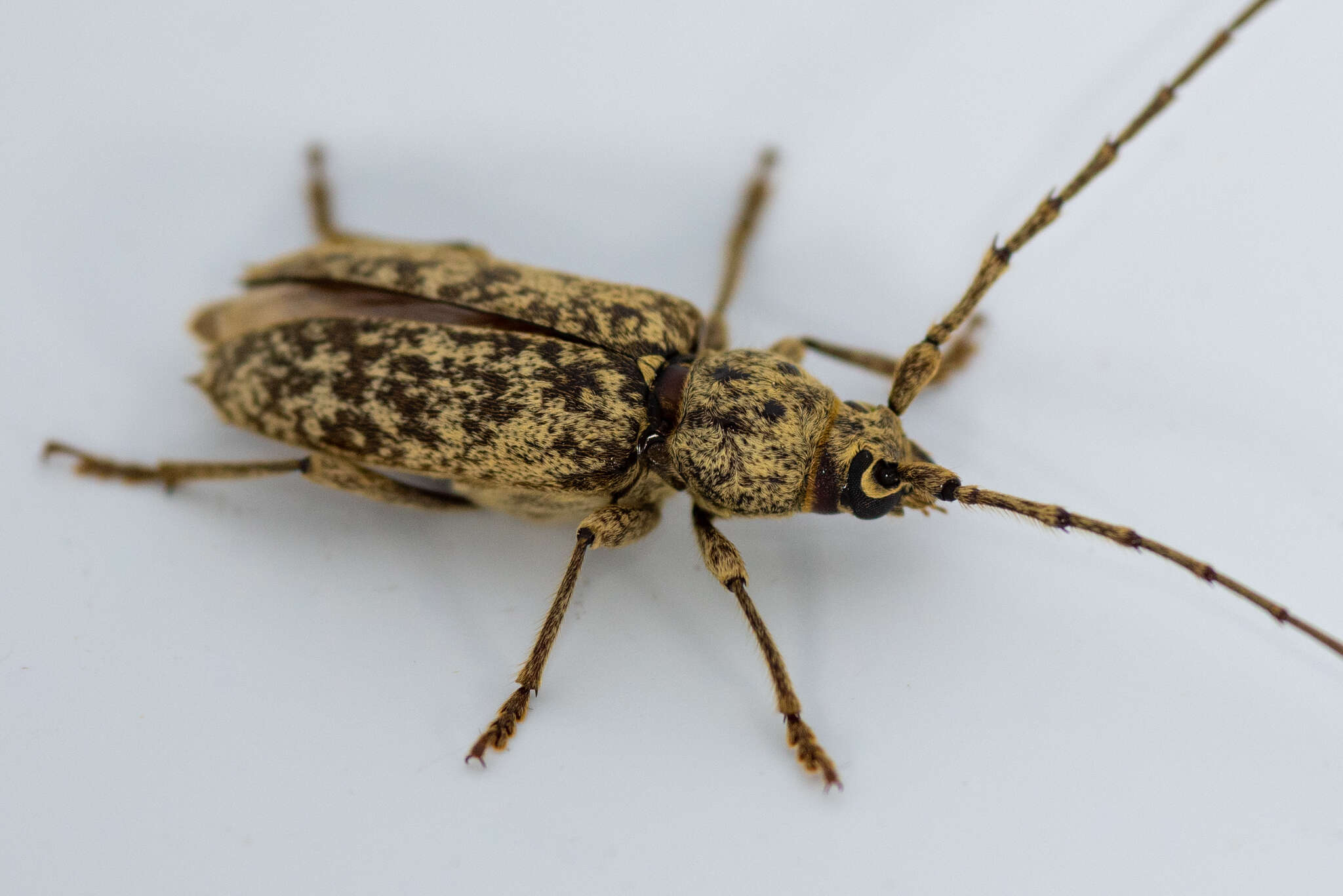 Image of Enaphalodes cortiphagus (Craighead 1923)