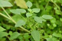 Image de Acalypha mexicana Müll. Arg.