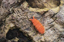 Image of Caledonimeria mirabilis Delamare Deboutteville, C, Massoud & Z 1962