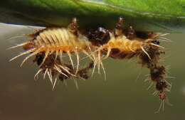 Image of Aspidimorpha (Megaspidomorpha) puncticosta Boheman 1854