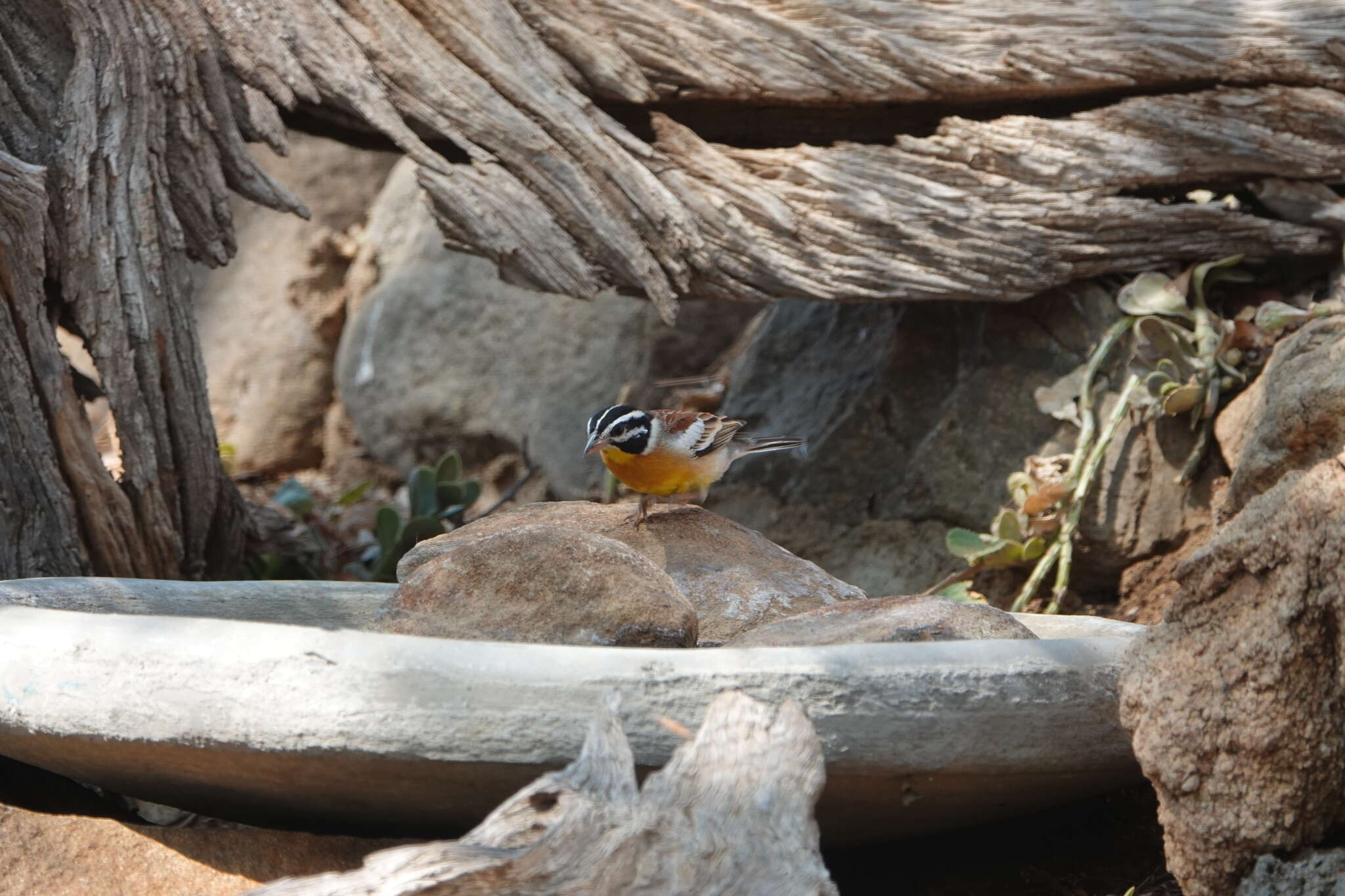 Imagem de Emberiza flaviventris Stephens 1815