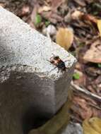 Imagem de Nicrophorus (Nicrophorus) quadripunctatus (Kraatz 1877)