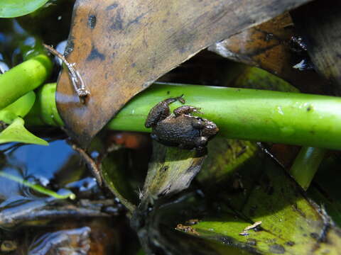 Imagem de Leptodactylus podicipinus (Cope 1862)