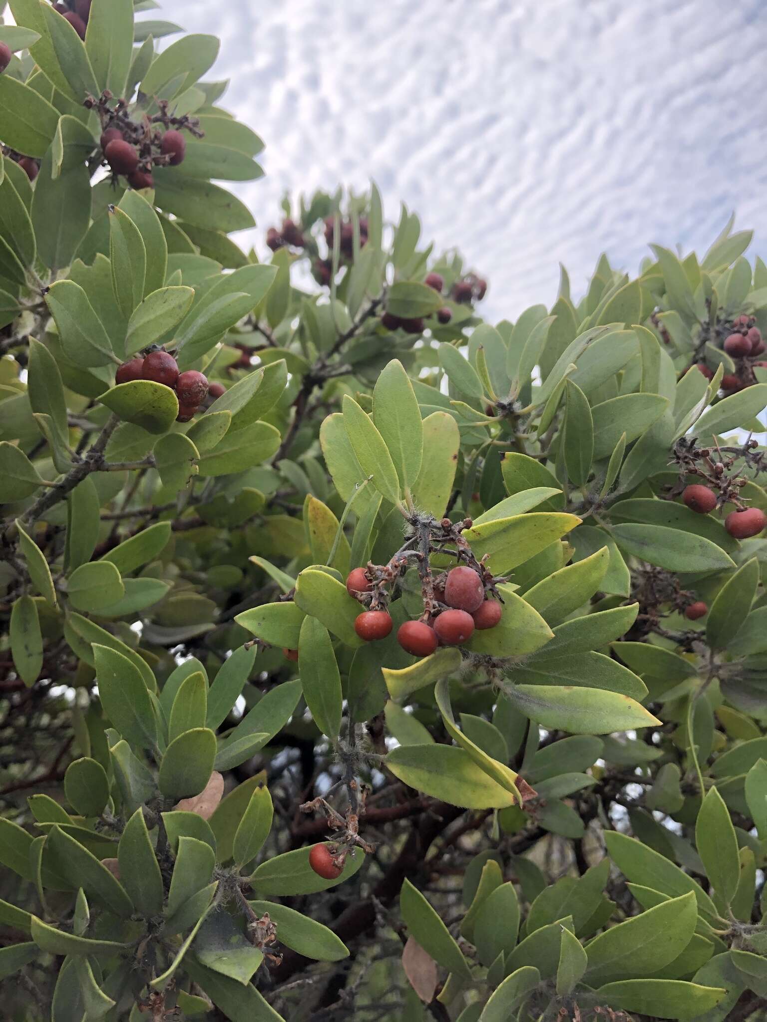 Imagem de Arctostaphylos glandulosa subsp. mollis (J. E. Adams) P. V. Wells