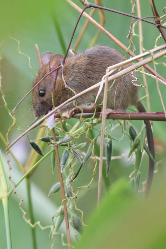 Image of Oriental House Rat