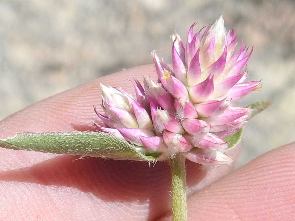 Image of Sonoran globe amaranth