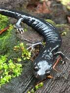 Image of Black Salamander