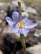 Image of Calydorea nuda (Herb.) Baker