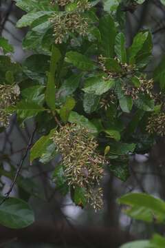 Image of Brachylaena discolor var. transvaalensis (E. Phillips & Schweick.) H. J. Beentje