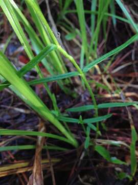 Imagem de Phlox amoena subsp. lighthipei (Small) Wherry