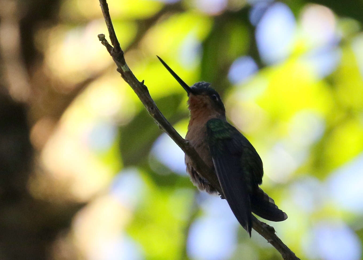 Image of White-tailed Starfrontlet