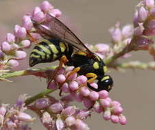 Image of Syneuodynerus egregius (Herrich-Schäffer 1839)