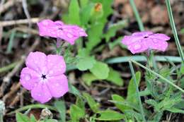 Imagem de Phlox glabriflora (Brand) Whitehouse