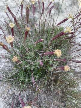 Image of Silene cretacea Fisch.