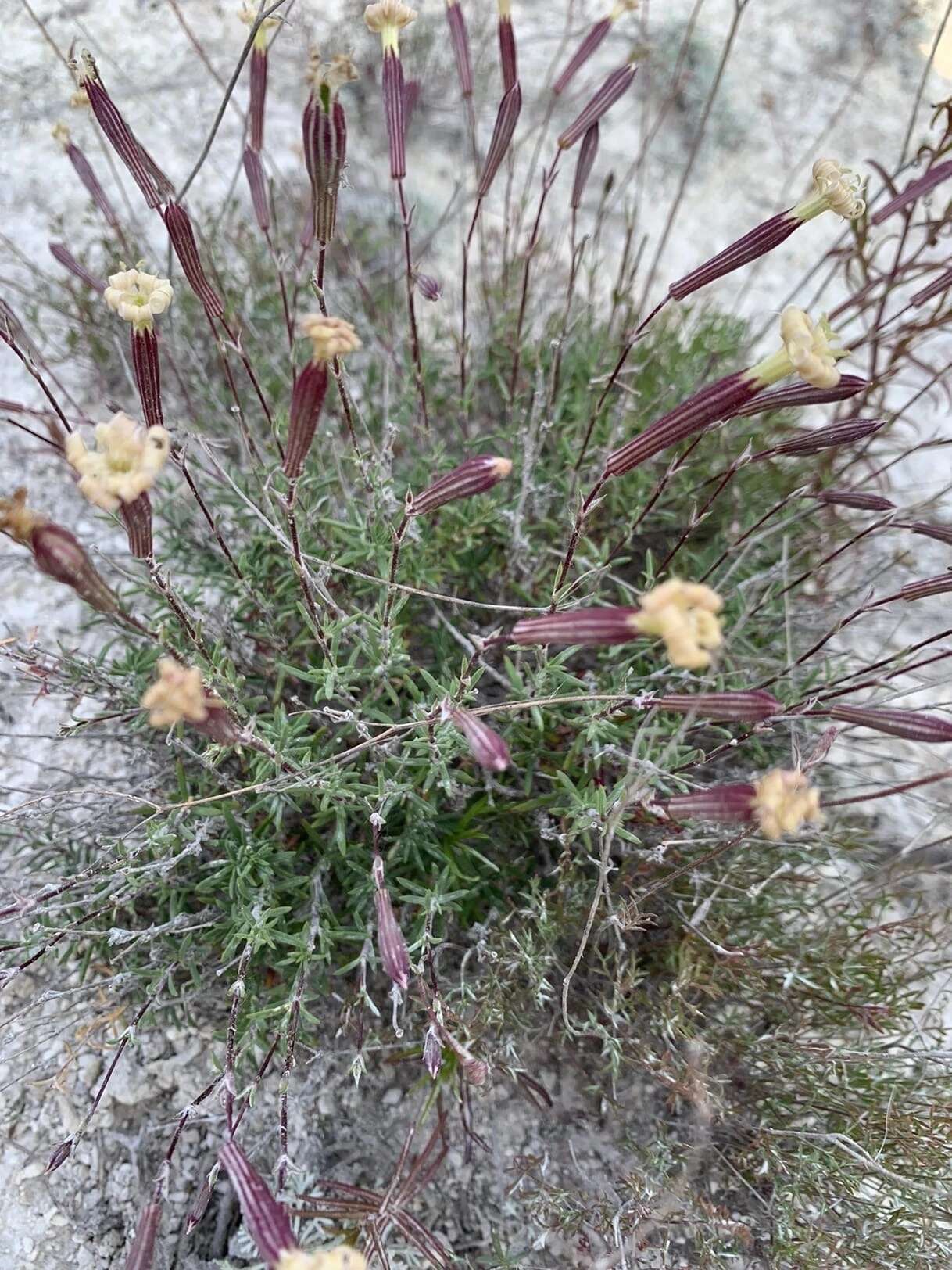 Image of Silene cretacea Fisch.