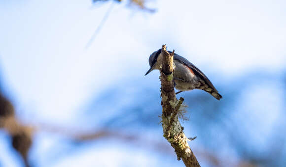 Image of Chestnut-vented Nuthatch